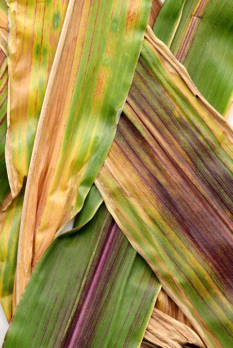 corn leaves