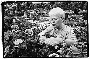 Greenhouse worker